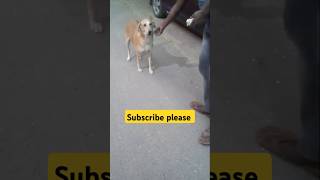 streetdog dog love doglover animallover support shortsfeed share spiceoflifewithvishal [upl. by Anyr]