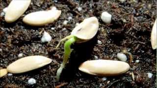 Growing Honeydew Melon from Seeds Days 610 [upl. by Mainis]