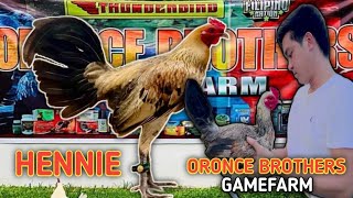 HENNIE  BAKASBAKAS GAMEFARM  ORONCE BROTHERS  QUALITY GAMEFOWL IN THE PHILIPPINES [upl. by Anjela663]