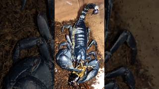 Asian forest scorpion Heterometrus spinifer eats black cricket [upl. by Nylrebmik]