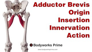 Adductor Brevis Anatomy [upl. by Hillary]