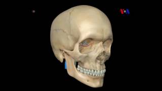 Holograma cerebral 3D [upl. by Lucey]