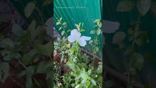 Plants repotting  RK pattarai soil minivlog shortsfeed ytshorts tamil plants homemaker [upl. by Omixam]