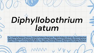 Diphylloboyhrium latum [upl. by Micaela]