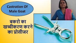 Castration Of Male Goat।बकरो का खच्चीकरण।बकरो का खच्चीकरण करने का प्रोसीजर। [upl. by Llewop]