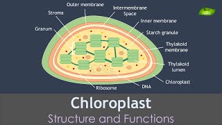 Chloroplast Structure and Function  Notes  Cell Biology  Basic Science Series [upl. by Ydiarf]