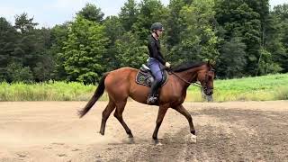 Spork Fork Union 162 or 163 need to stick 2017 OTTB gelding in Bath NY [upl. by Elahcim]