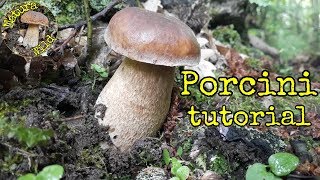 Funghi Porcini quotEstatiniquot Boletus aestivalis 🍄 [upl. by Hinda]