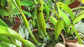 How to divide sympodial orchids to get more orchid plants The best way [upl. by Cimbura]