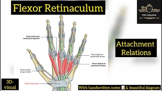 Flexor Retinaculum of Hand 🖐️  Attachments  Relations  anatomynote anatomy Handamppalm [upl. by Deadman667]