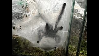 Avicularia avicularia  Guyana Pinktoe successfull egg sac removal and Sabah blue sling report [upl. by Nuahsed]