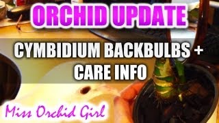 Orchid Update  Cymbidium propagation  Care Info [upl. by Louisette]