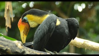 iDiv Biodiversitätsforschung in Leipzig [upl. by Citron]