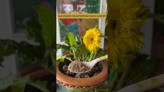 October Month Gerbera Plant Care Careshortsviralyoutubeshorts [upl. by Procora566]