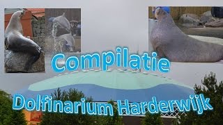 Compilatie Dolfinarium Harderwijk [upl. by Aicercul]