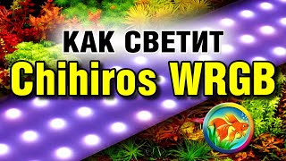 Как светит Chihiros WRGB [upl. by Rempe]