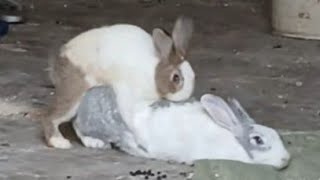 rabbits mating rabbite animal bunny petrabbit cute rabbitrabbit houserabbit pet cuteanimal [upl. by Brownley876]