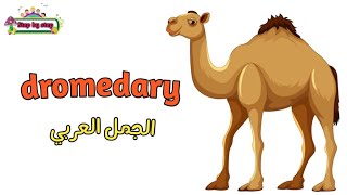 نطق كلمة Dromedary الجمل العربي 🗣️ How to pronounce dromedary 🗣️ إزايتنطقهاصح 🗣️✔️ [upl. by Aidaas]