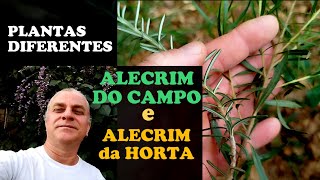 ALECRIM do CAMPO vs ALECRIM COMUM  Qual a real DIFERENÇA [upl. by Enella]