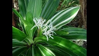 How to propagate Variegated Grand Crinum Lily Plants [upl. by Atilol]