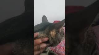 My cat getting petted [upl. by Chevy]