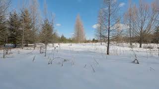 Relaxing and Calming Snowshoeing in Canada [upl. by Byron]