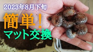 【カブトムシ飼育】初心者でも簡単！幼虫マット交換の方法を久々に説明します 2023年8月下旬 [upl. by Chee892]