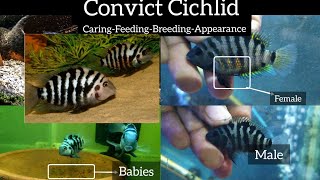 Convict CichlidCare Feeding Breeding Appearance Factseasiest cichlid fish to breedTamilEshwar G [upl. by Alius497]