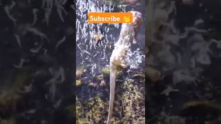 Sea Horse Birth 😵 shorts factsinhindi facts factshorts seahorse seahorses sea birth [upl. by Stochmal]