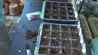 starting more lettuce seeds [upl. by Angadresma]