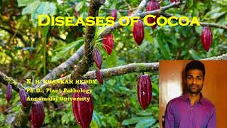 Diseases of Cocoa  Plantation Crops  Plant Pathology  Exam Oriented Discussions [upl. by Ashmead691]