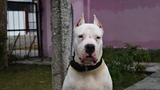 BEST OF DOGO ARGENTINO loving and protecting beautiful and strong DOGO ARGENTINO be a family dog [upl. by Atiuqihc]