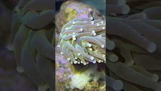 Using flatworm exit in my reef They were taking over my torch coral flatworms exit torch coral [upl. by Flore857]