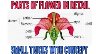 Parts of flower Calyx corolla androecium and gynoecium with simple tricks [upl. by Sedecrem431]