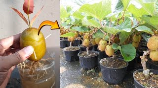 How to grow Kiwi trees with kiwi fruit in water  Amazing Skills [upl. by Elleraj]