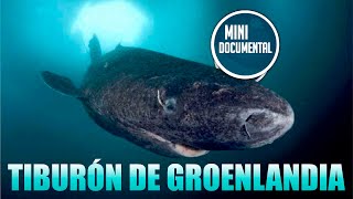 Tiburón de Groenlandia mini documental [upl. by Ikkela]