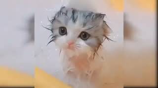 Funny Cats Baby Cute Cat 😸 catlover catvideos cat kitten shortsfunny shortsvideostatus [upl. by Ebanreb483]