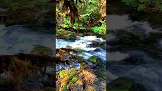 Sahalie Creek Falls oregon travel nature explore beauty beautiful waterfall adventure pnw [upl. by Aenneea133]