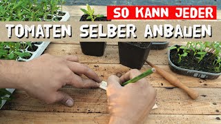 Eigene Tomaten anbauen  Tipps für die Voranzucht  Aussaat pikieren Erde Eintopfen [upl. by Helga]