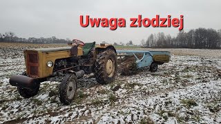 Grudniowe wykopki ziemniaków Ludzie wolą kraść ziemniaki niż pracować uczciwie [upl. by Siva855]