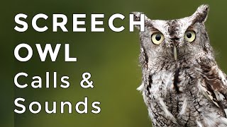 Eastern Screech Owl Sounds Learn their TWO haunting calls 2024 [upl. by Katuscha]