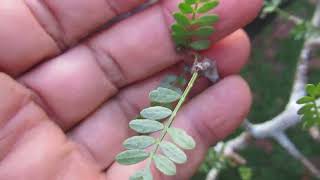 Transplanting potted Frankincense tree [upl. by Boniface]