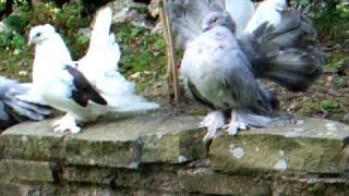 Indian Fantail pigeons [upl. by Rombert]