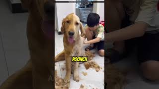 This Boy Trimmed Half of His Dogs Hair [upl. by Lancey]