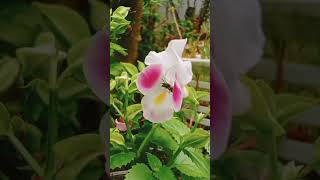 asmr flower and honeybee  asmr nature asmrsounds birds asmrfood asmrnature flowers [upl. by Atat]