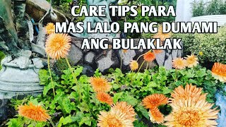 Paano Paramihin Ang Bulaklak Ng Daisy PlantCare Tips African Daisy [upl. by Hettie598]