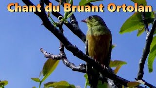 BRUANT ORTOLAN  Chant doiseau [upl. by Klein]