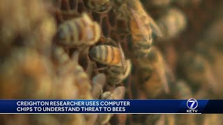 Creighton researchers use hightech tools to understand threat to bees [upl. by Chamberlin906]