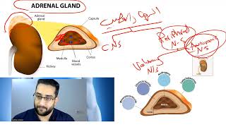 Lect9Adrenal gland physiologyصيدلة المرحلة الثانيةالكورس الوزاري [upl. by Timmie]