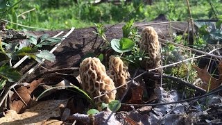 Morel Mushroom Hunting [upl. by Noemys840]